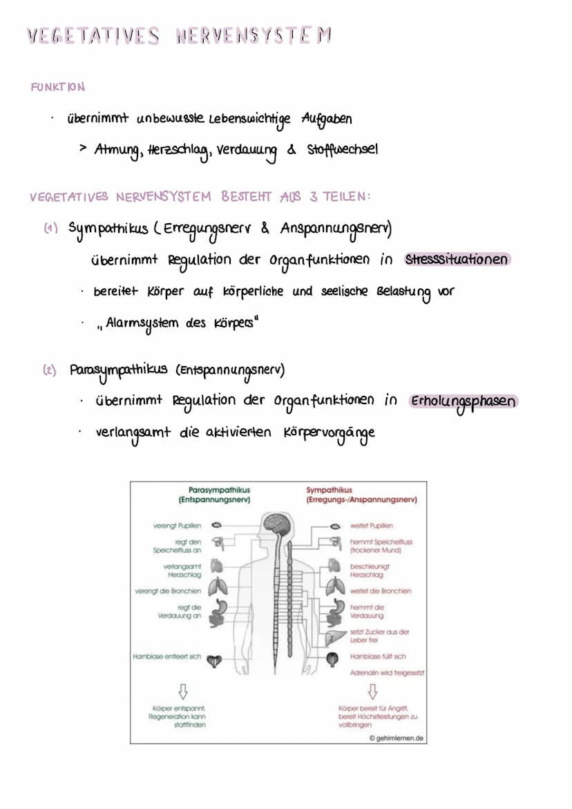 NERVENSYSTEM
HAUPTAUFGABEN
(1) Steuerung innerer Prozesse (z.B Verdauung, Atmung)
(2) Interaktion mit der Außenwelt
(Aufnehmen & Verarbeiten