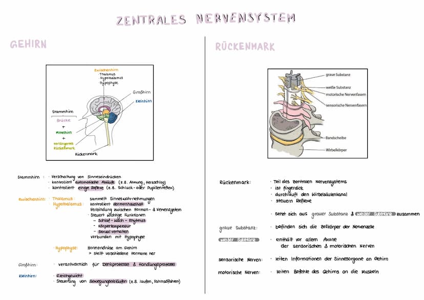 NERVENSYSTEM
HAUPTAUFGABEN
(1) Steuerung innerer Prozesse (z.B Verdauung, Atmung)
(2) Interaktion mit der Außenwelt
(Aufnehmen & Verarbeiten