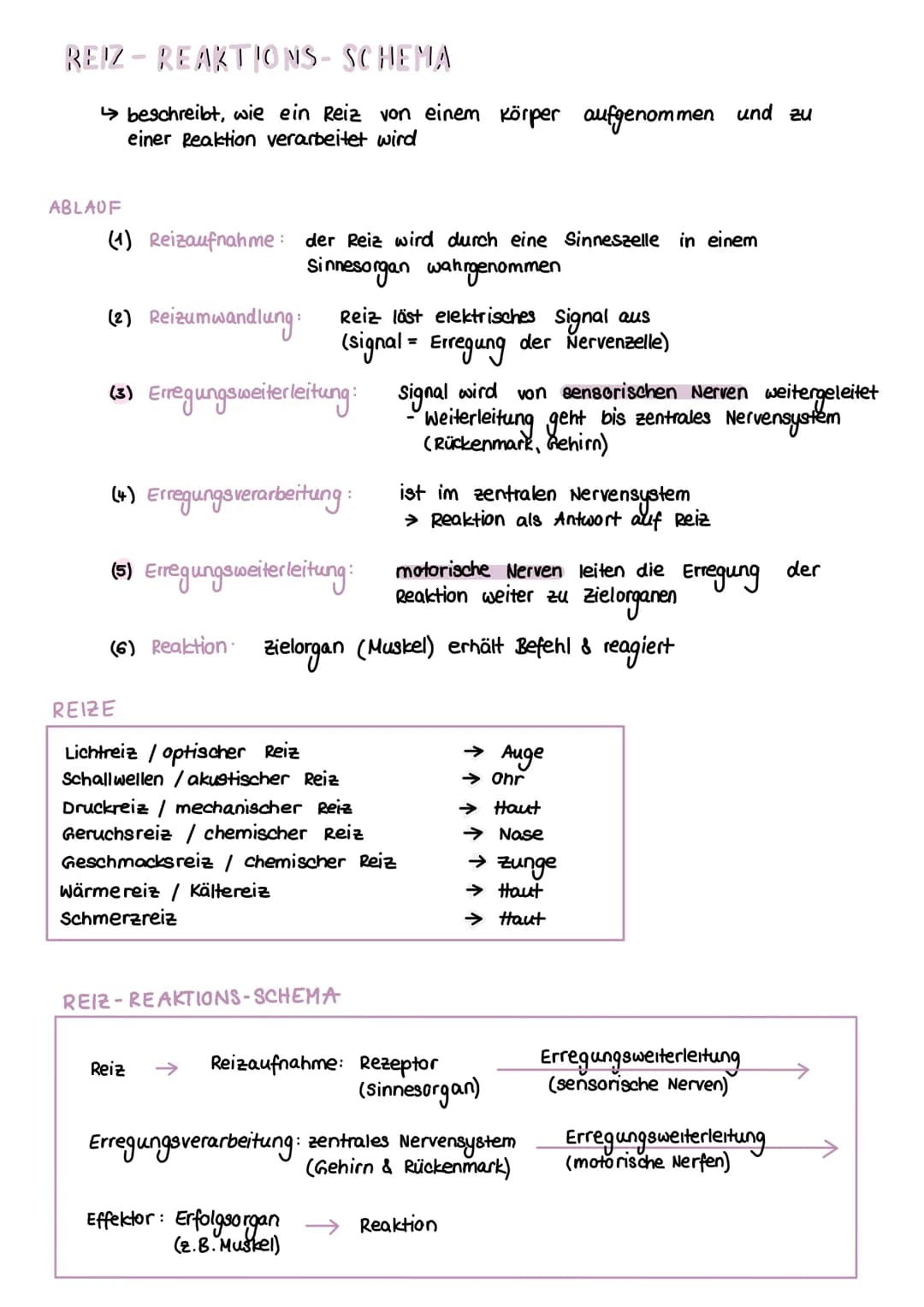 NERVENSYSTEM
HAUPTAUFGABEN
(1) Steuerung innerer Prozesse (z.B Verdauung, Atmung)
(2) Interaktion mit der Außenwelt
(Aufnehmen & Verarbeiten