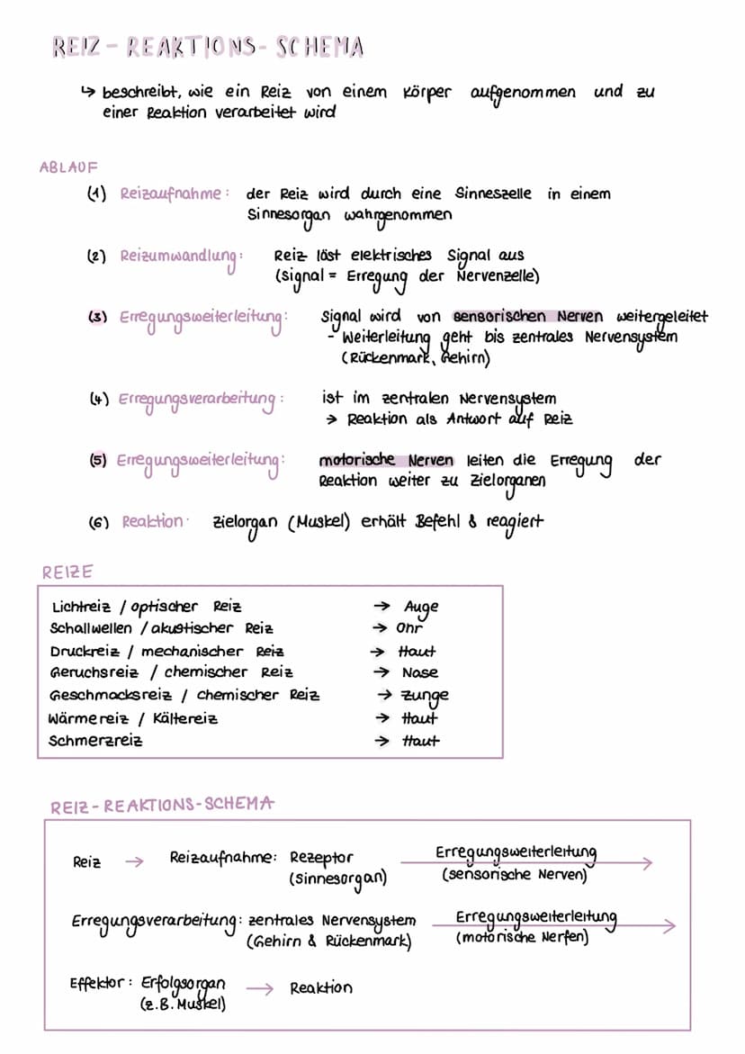 NERVENSYSTEM
HAUPTAUFGABEN
(1) Steuerung innerer Prozesse (z.B Verdauung, Atmung)
(2) Interaktion mit der Außenwelt
(Aufnehmen & Verarbeiten