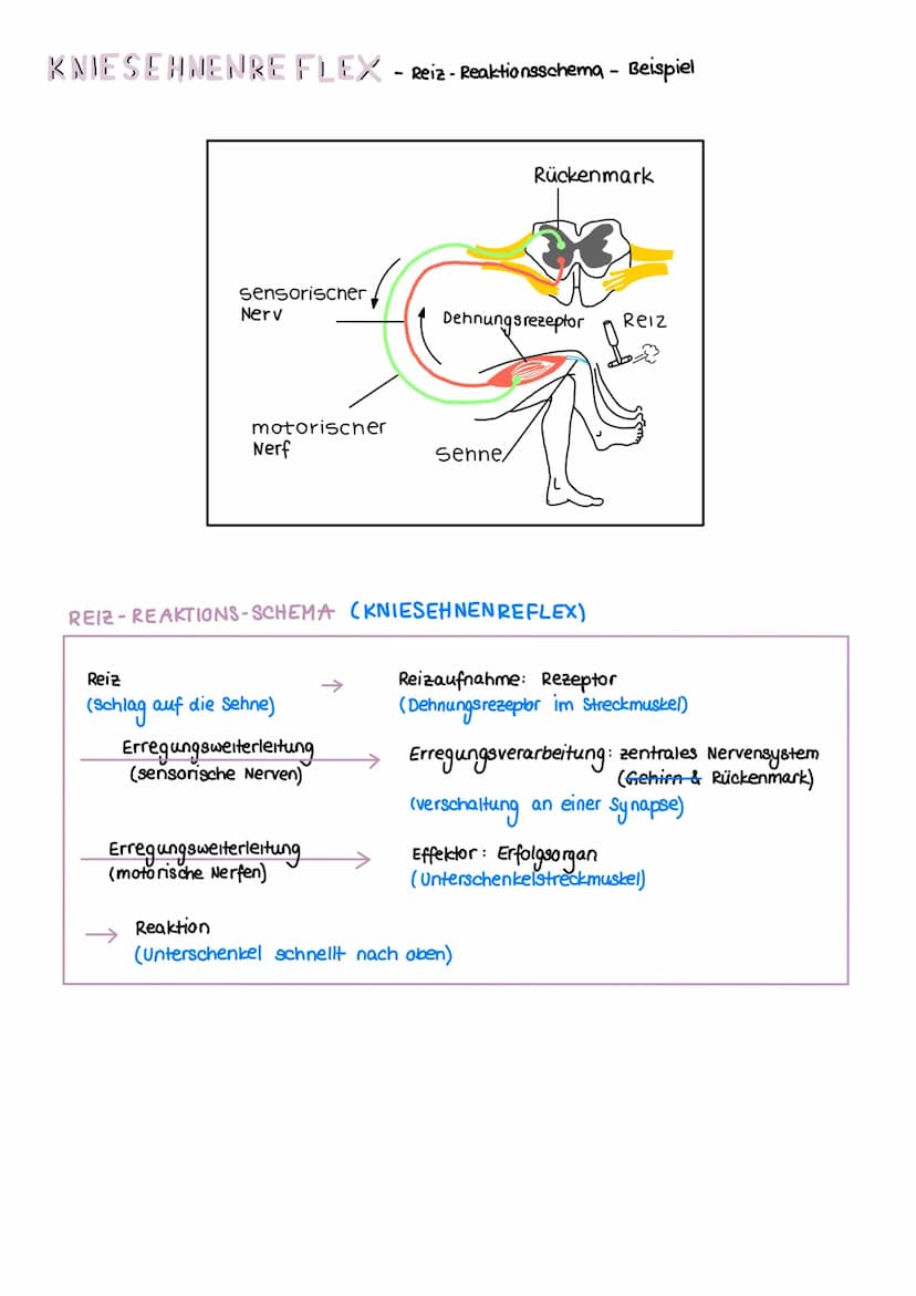 NERVENSYSTEM
HAUPTAUFGABEN
(1) Steuerung innerer Prozesse (z.B Verdauung, Atmung)
(2) Interaktion mit der Außenwelt
(Aufnehmen & Verarbeiten