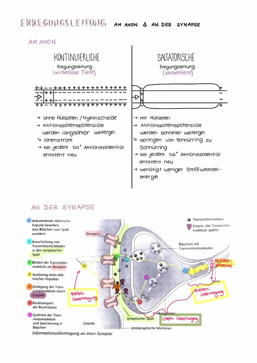 NERVENSYSTEM
HAUPTAUFGABEN
(1) Steuerung innerer Prozesse (z.B Verdauung, Atmung)
(2) Interaktion mit der Außenwelt
(Aufnehmen & Verarbeiten