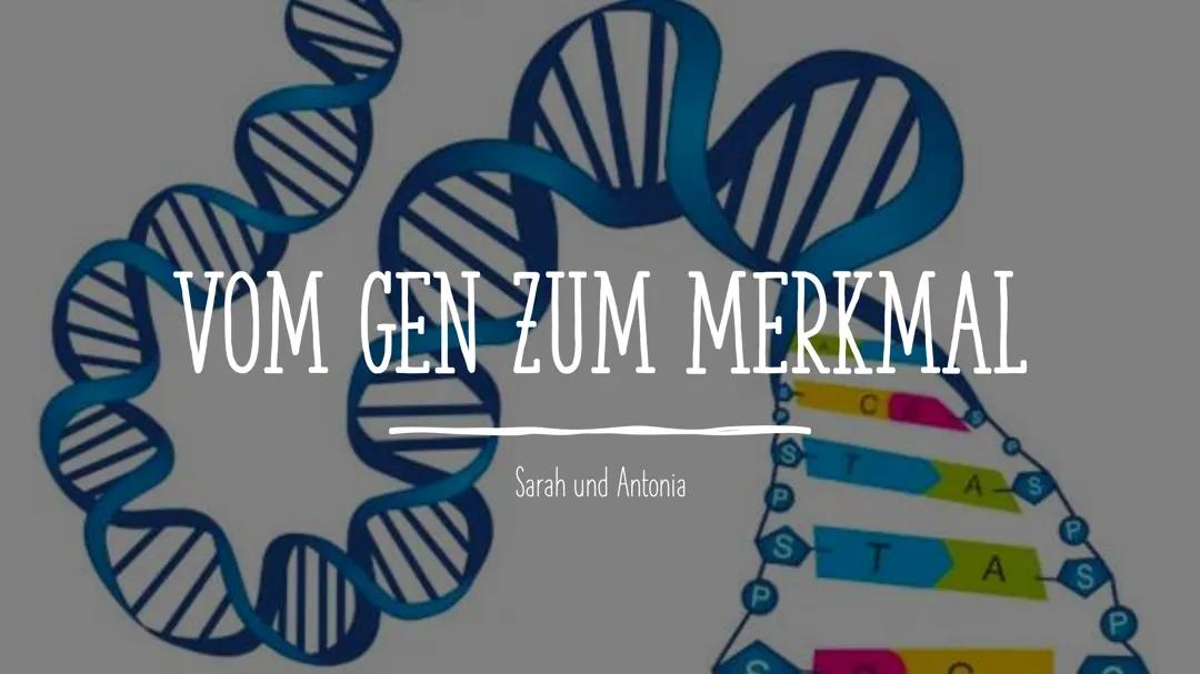 Vom Gen zum Merkmal, Proteinbiosynthese