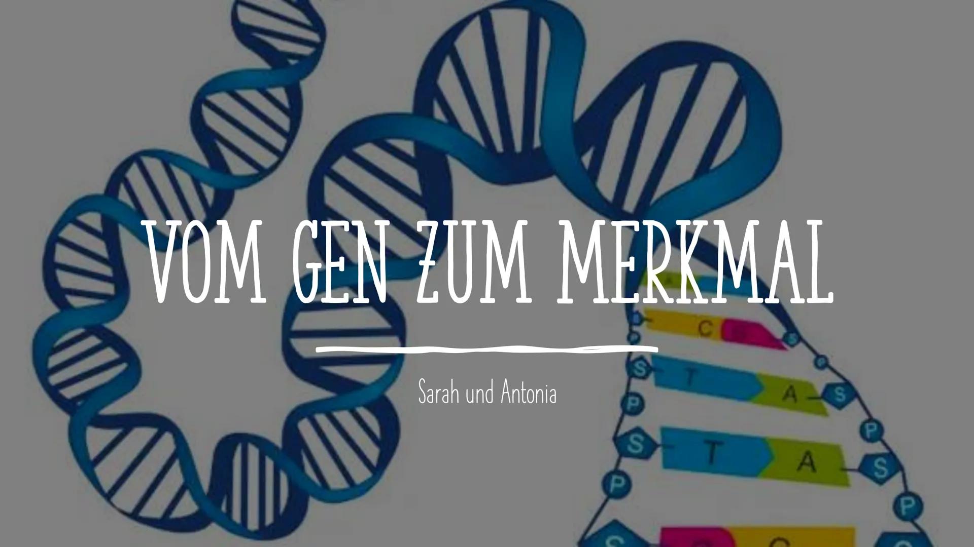 # VOM GEN ZUM MERKMAL

Sarah und Antonia
C
S
T
A
S
P
P
S
T
A
S
P
P Informationen in der DNA
2. Welche Proteine gibt es und wofür?
1. 
GLIEDE