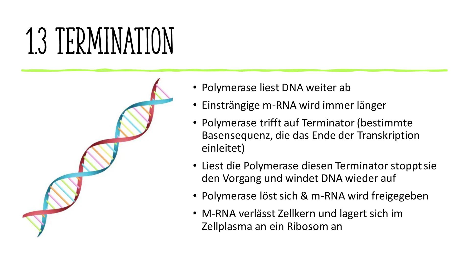 # VOM GEN ZUM MERKMAL

Sarah und Antonia
C
S
T
A
S
P
P
S
T
A
S
P
P Informationen in der DNA
2. Welche Proteine gibt es und wofür?
1. 
GLIEDE