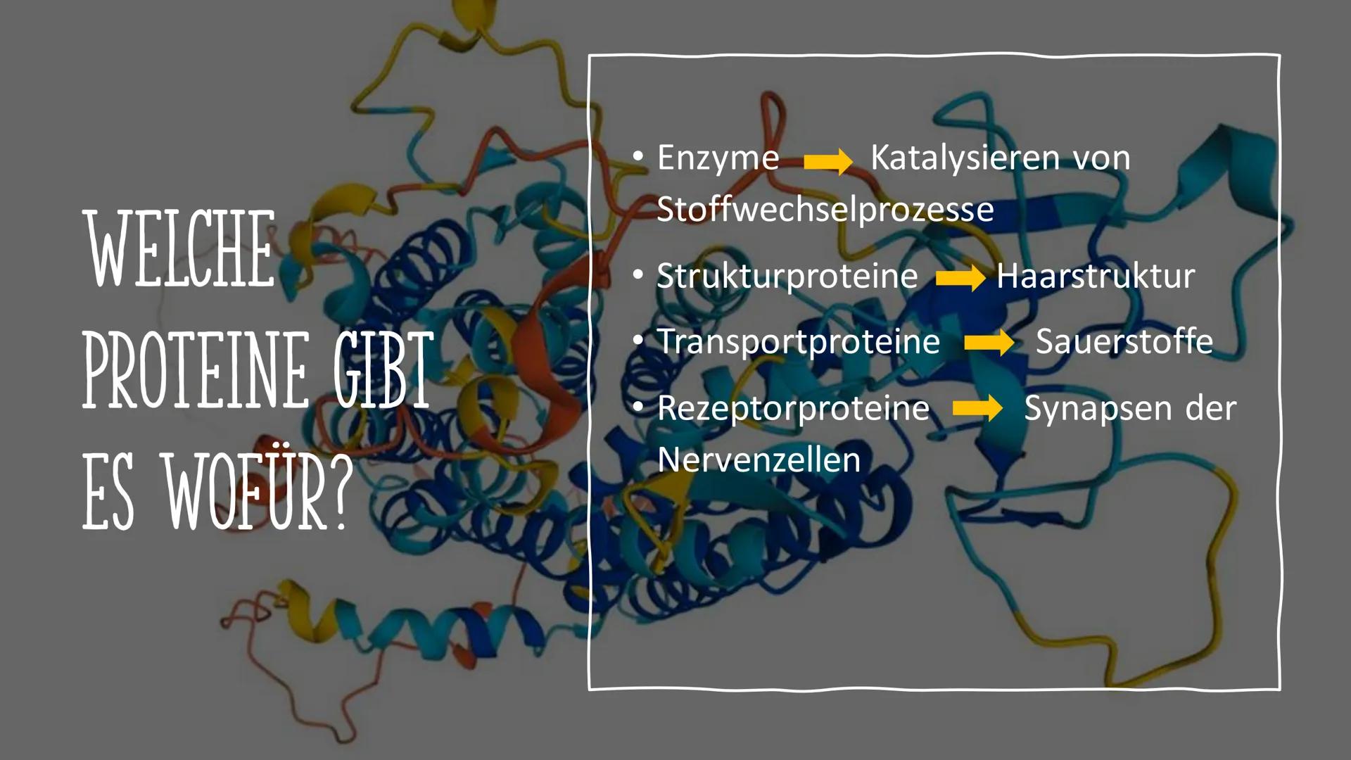 # VOM GEN ZUM MERKMAL

Sarah und Antonia
C
S
T
A
S
P
P
S
T
A
S
P
P Informationen in der DNA
2. Welche Proteine gibt es und wofür?
1. 
GLIEDE