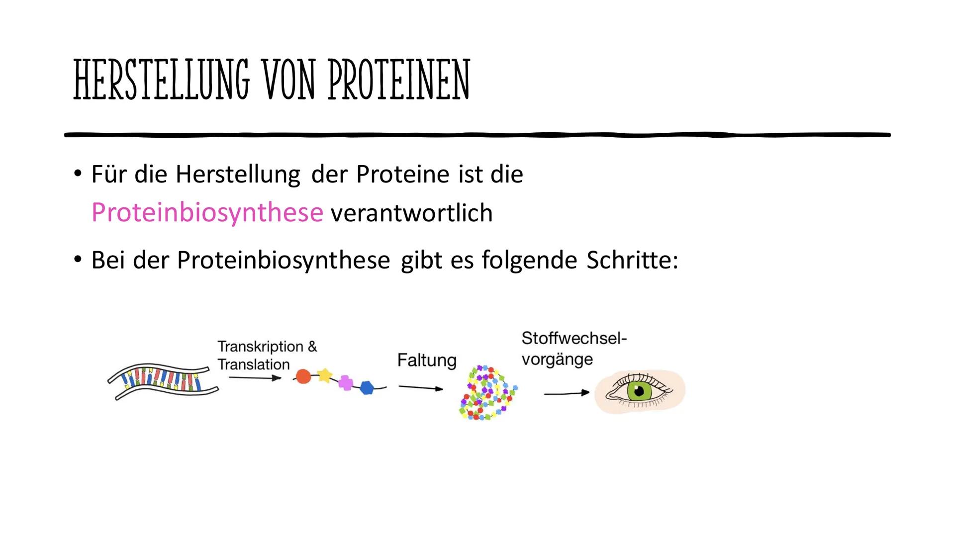 # VOM GEN ZUM MERKMAL

Sarah und Antonia
C
S
T
A
S
P
P
S
T
A
S
P
P Informationen in der DNA
2. Welche Proteine gibt es und wofür?
1. 
GLIEDE