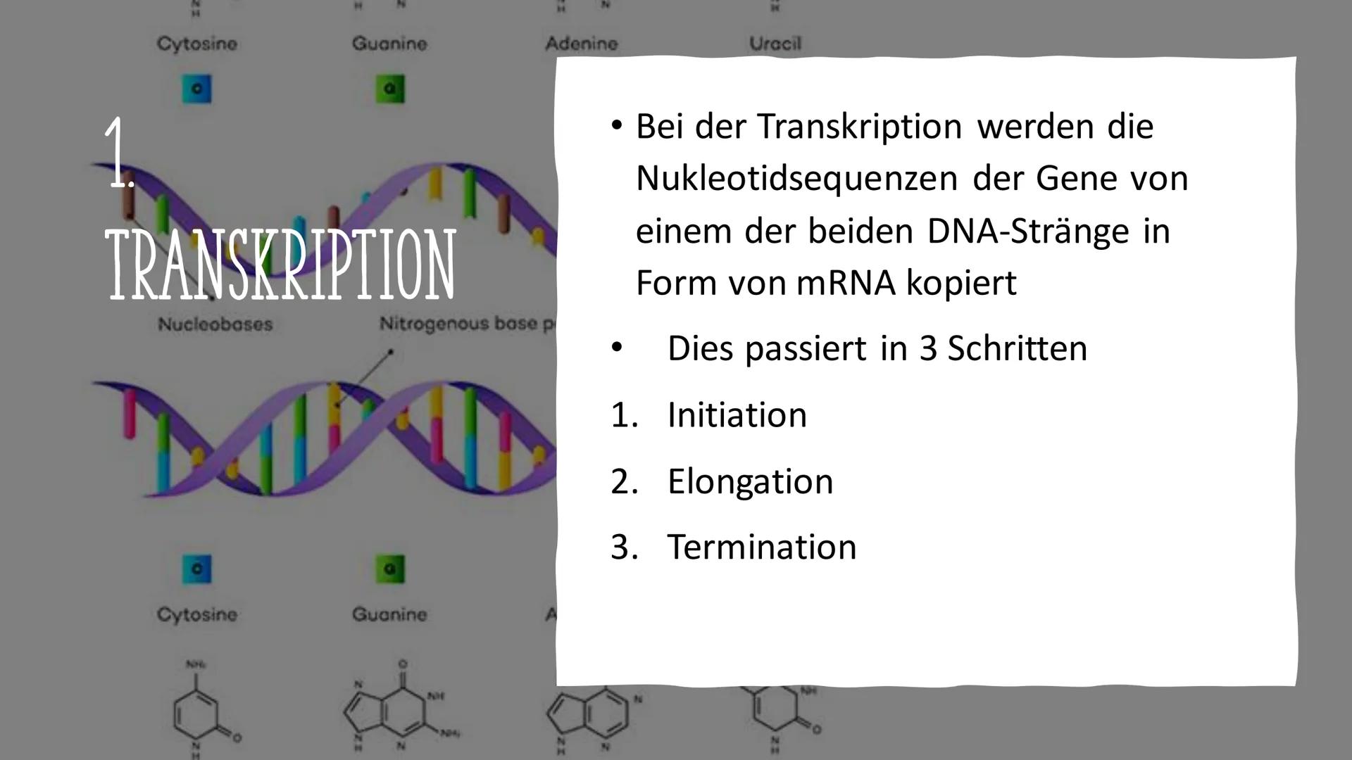 # VOM GEN ZUM MERKMAL

Sarah und Antonia
C
S
T
A
S
P
P
S
T
A
S
P
P Informationen in der DNA
2. Welche Proteine gibt es und wofür?
1. 
GLIEDE