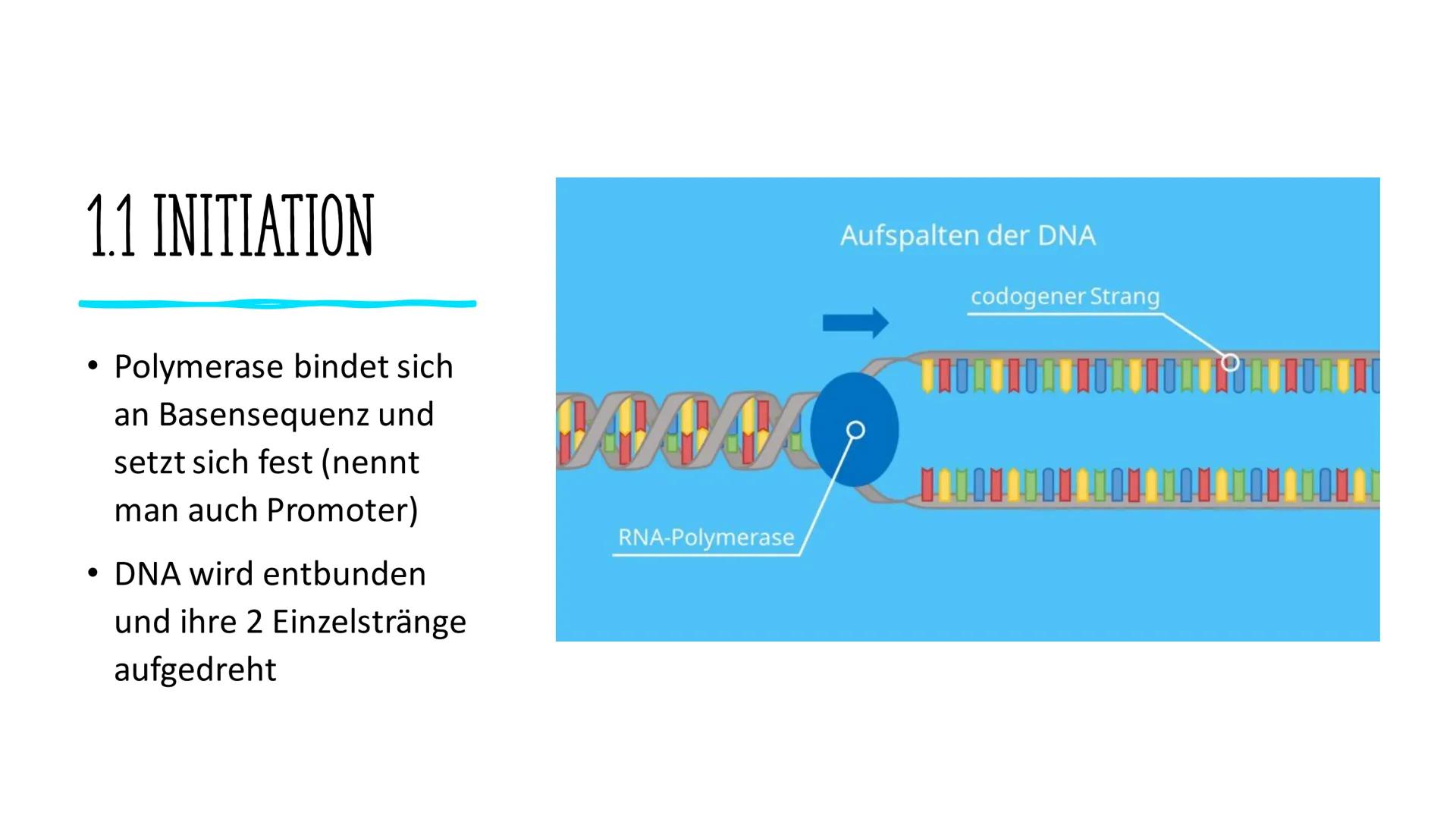 # VOM GEN ZUM MERKMAL

Sarah und Antonia
C
S
T
A
S
P
P
S
T
A
S
P
P Informationen in der DNA
2. Welche Proteine gibt es und wofür?
1. 
GLIEDE