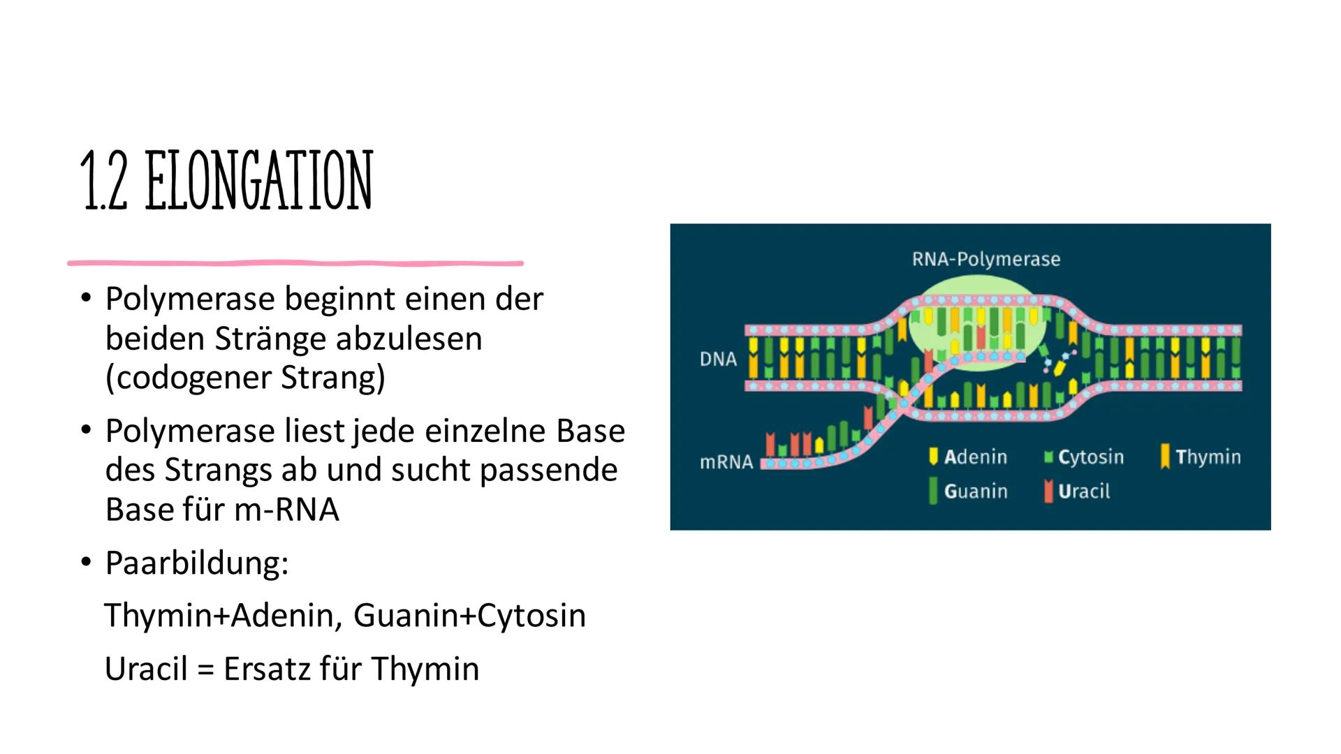 # VOM GEN ZUM MERKMAL

Sarah und Antonia
C
S
T
A
S
P
P
S
T
A
S
P
P Informationen in der DNA
2. Welche Proteine gibt es und wofür?
1. 
GLIEDE