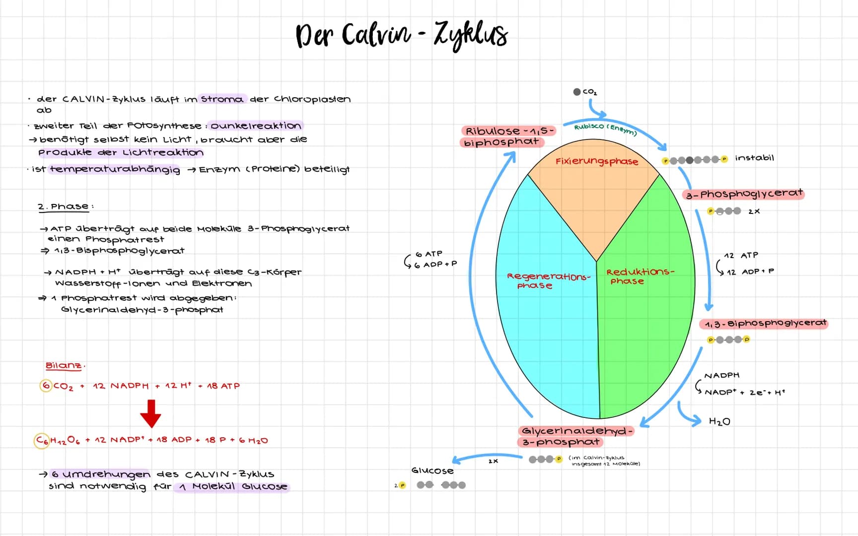 • der CALVIN-Zyklus läuft im Stroma der chloroplasten
ab
· zweiter Teil der Fotosynthese: Dunkelreaktion
→ benôtigt selbst kein Licht, brauc