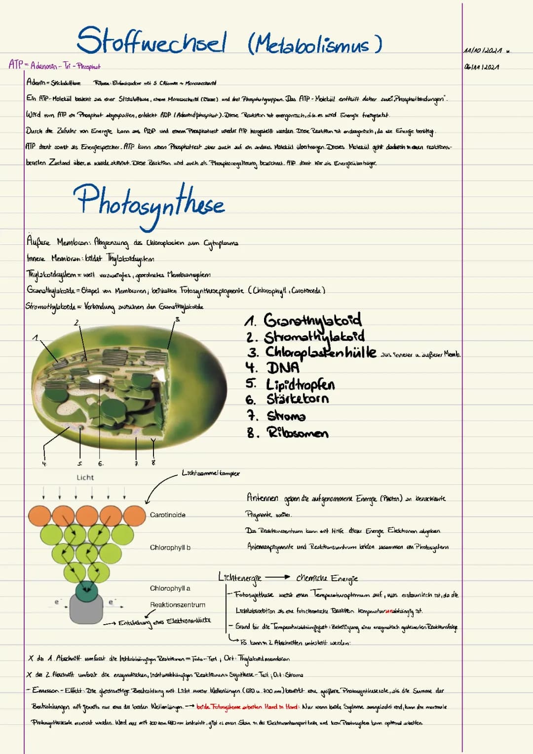 Stoffwechsel + Phptosynthese Q1