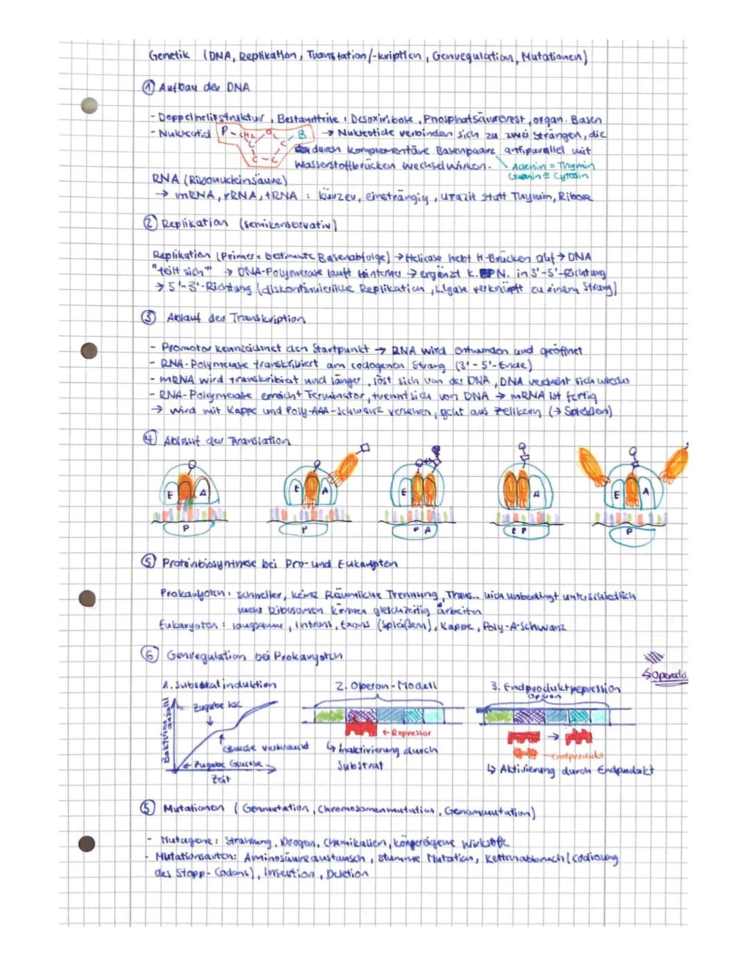 Genetik (DNA, Replikation, Tuanstation /-kription, Genvegulation, Mutationen)
Aufbau der DNA
•Doppelinclitstruktur
- Nukkotid P - CH₂
durch 