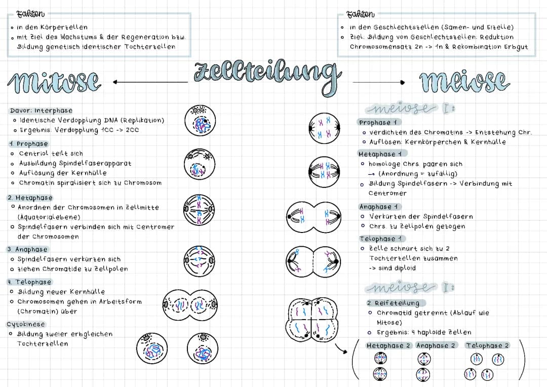 Biologie Mitose, Meiose, Zellteilung