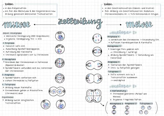 Know Biologie Mitose, Meiose, Zellteilung thumbnail