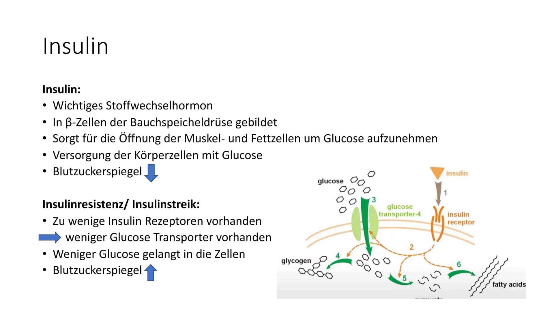  insulin
Diabetes mellitus
Von Nikolas Schmieg
E Was ist Diabetes
mellitus?
• griech. Staßaívelv= durchfließen
lat. mellitus honigsüß
• Haup