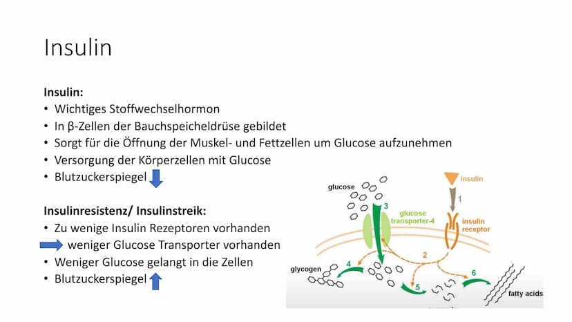 insulin
Diabetes mellitus
Von Nikolas Schmieg
E Was ist Diabetes
mellitus?
• griech. Staßaívelv= durchfließen
lat. mellitus honigsüß
• Haup