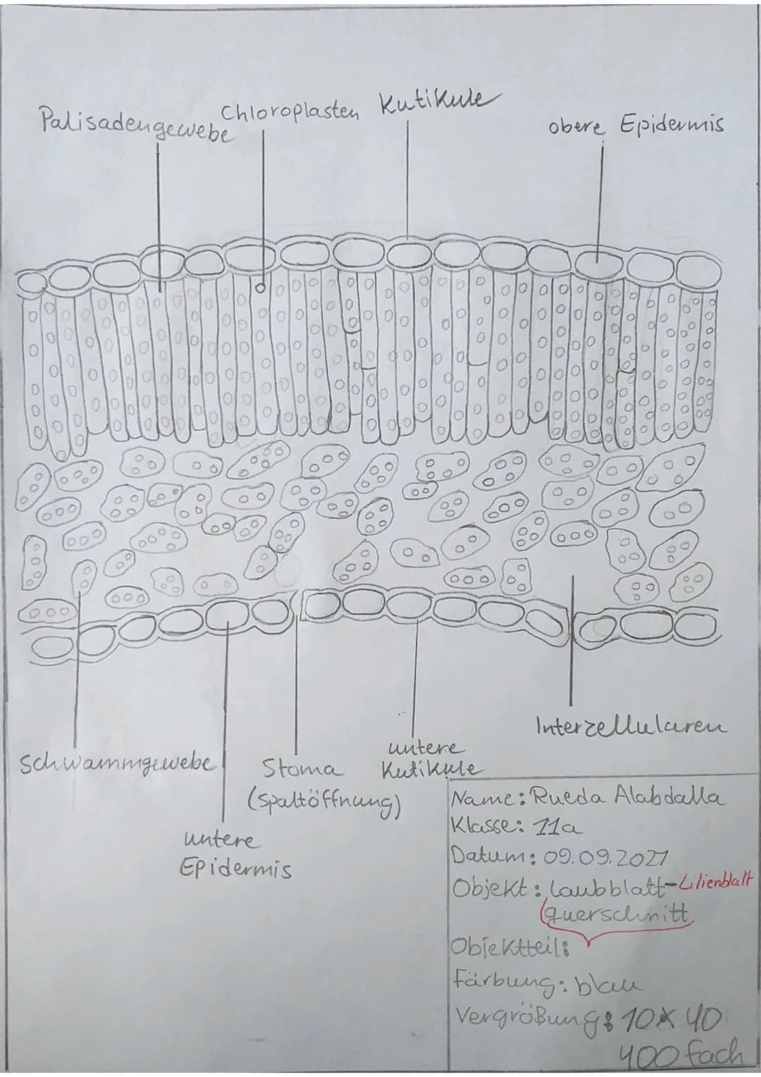 0
Palisadengewebe
eld
000000
00
00
101010
10190
1010
Chloroplasten kutikule
Schwammgewebe
1010
O
10이이이이 0
0
odo
untere
Epidermis
Stoma
(Spal