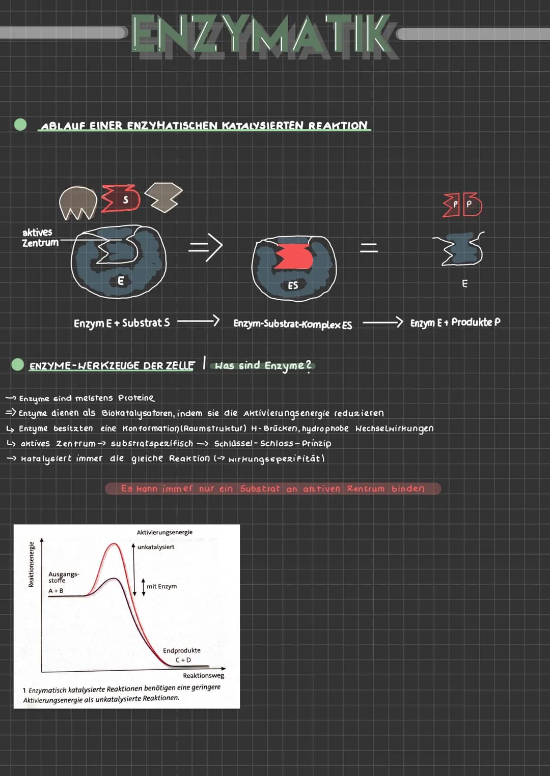 ABLAUF EINER ENZYHATISCHEN KATALYSIERTEN REAKTION
aktives
Zentrum
ENZYMATIK
$4
S
E
A+B
Enzym E+ Substrat S
ENZYME-WERKZEUGE DER ZELLE Was si