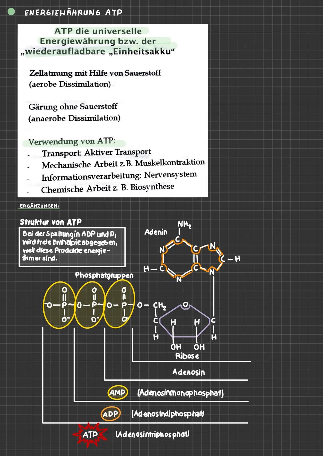 ABLAUF EINER ENZYHATISCHEN KATALYSIERTEN REAKTION
aktives
Zentrum
ENZYMATIK
$4
S
E
A+B
Enzym E+ Substrat S
ENZYME-WERKZEUGE DER ZELLE Was si