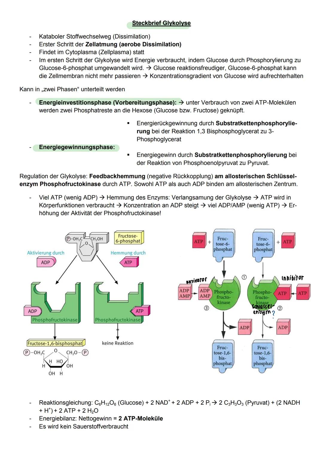 ABLAUF EINER ENZYHATISCHEN KATALYSIERTEN REAKTION
aktives
Zentrum
ENZYMATIK
$4
S
E
A+B
Enzym E+ Substrat S
ENZYME-WERKZEUGE DER ZELLE Was si