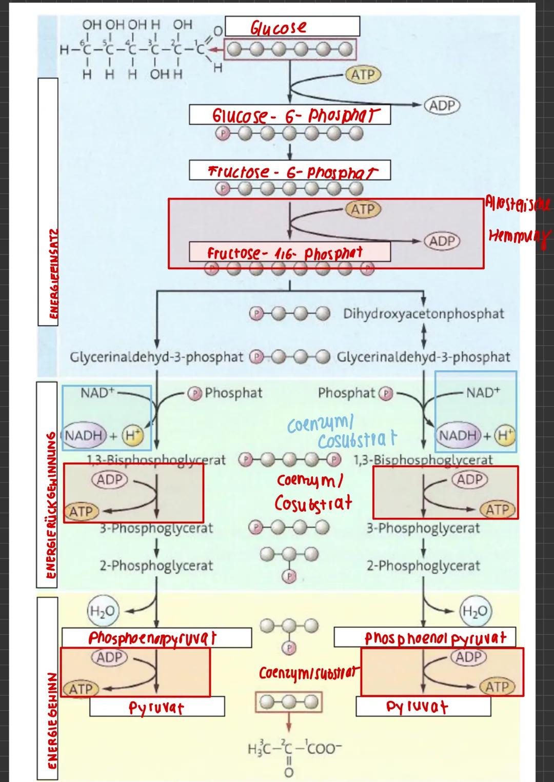 ABLAUF EINER ENZYHATISCHEN KATALYSIERTEN REAKTION
aktives
Zentrum
ENZYMATIK
$4
S
E
A+B
Enzym E+ Substrat S
ENZYME-WERKZEUGE DER ZELLE Was si