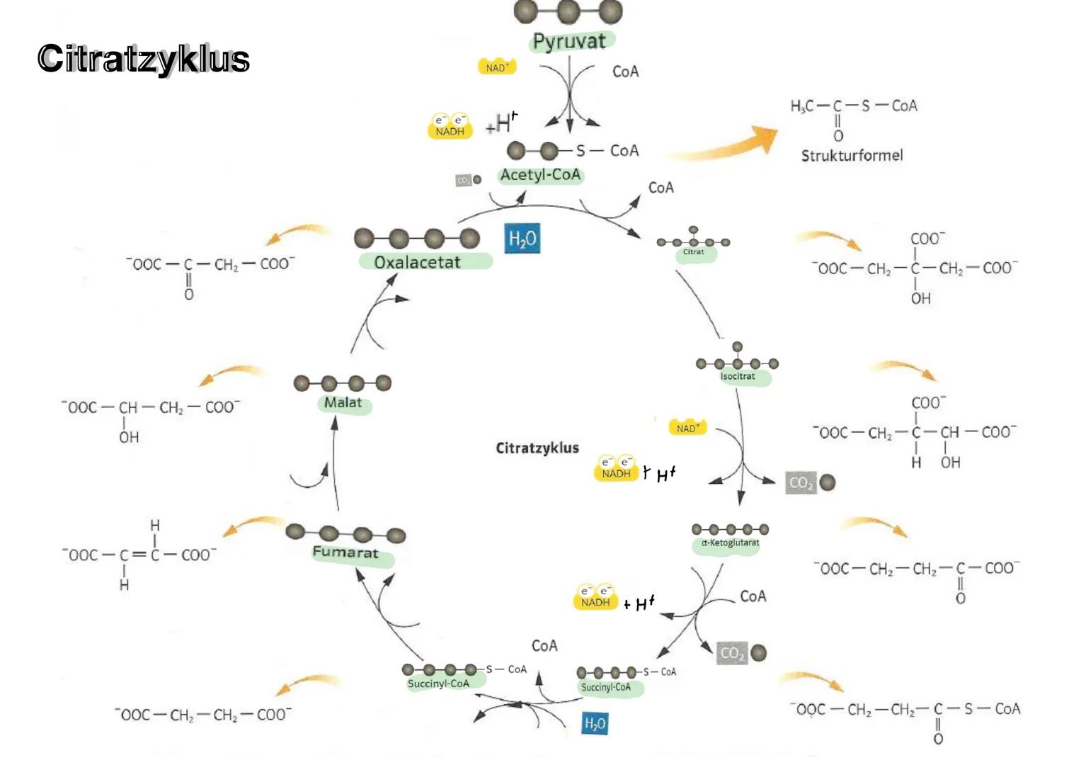 ABLAUF EINER ENZYHATISCHEN KATALYSIERTEN REAKTION
aktives
Zentrum
ENZYMATIK
$4
S
E
A+B
Enzym E+ Substrat S
ENZYME-WERKZEUGE DER ZELLE Was si