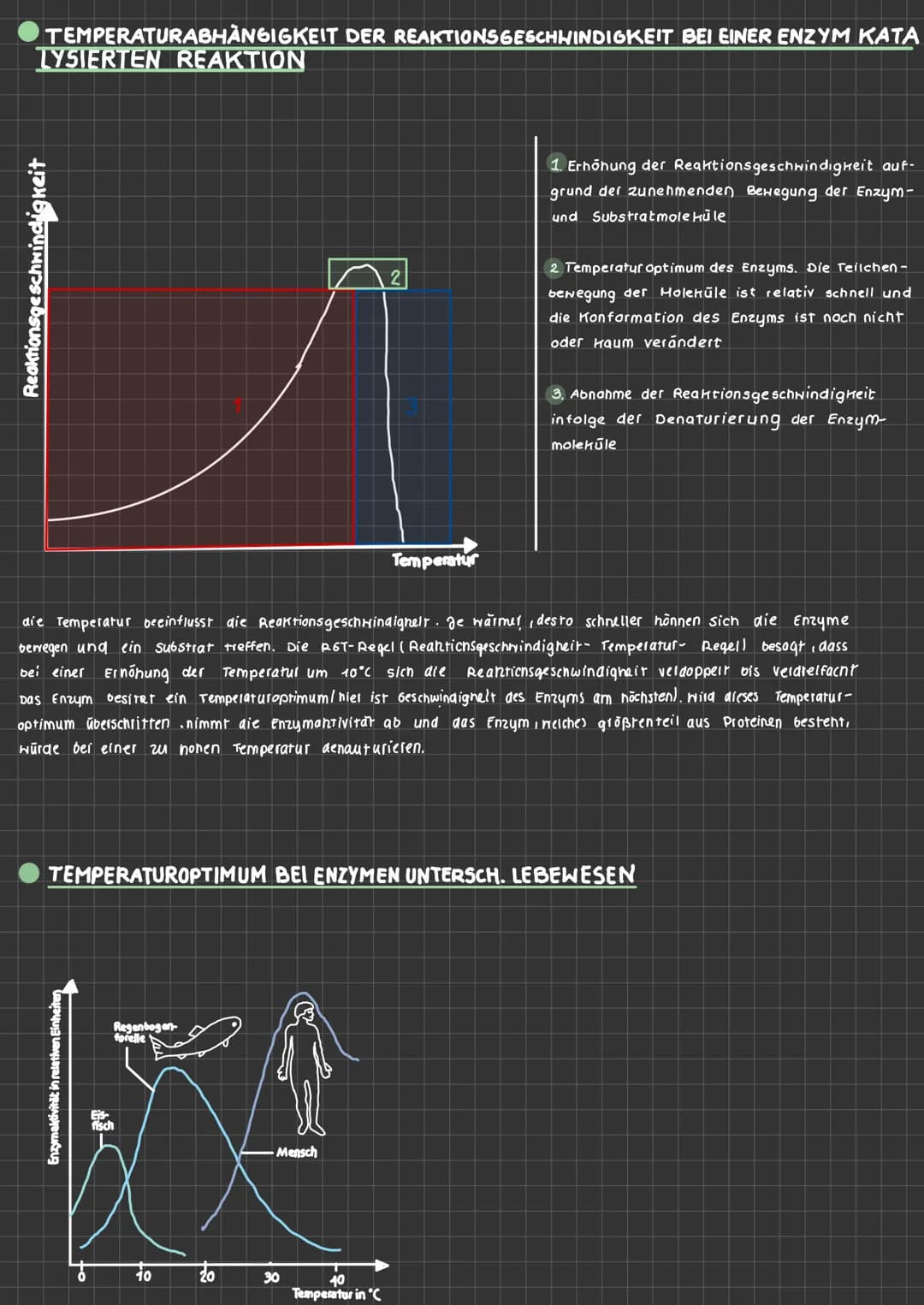 ABLAUF EINER ENZYHATISCHEN KATALYSIERTEN REAKTION
aktives
Zentrum
ENZYMATIK
$4
S
E
A+B
Enzym E+ Substrat S
ENZYME-WERKZEUGE DER ZELLE Was si