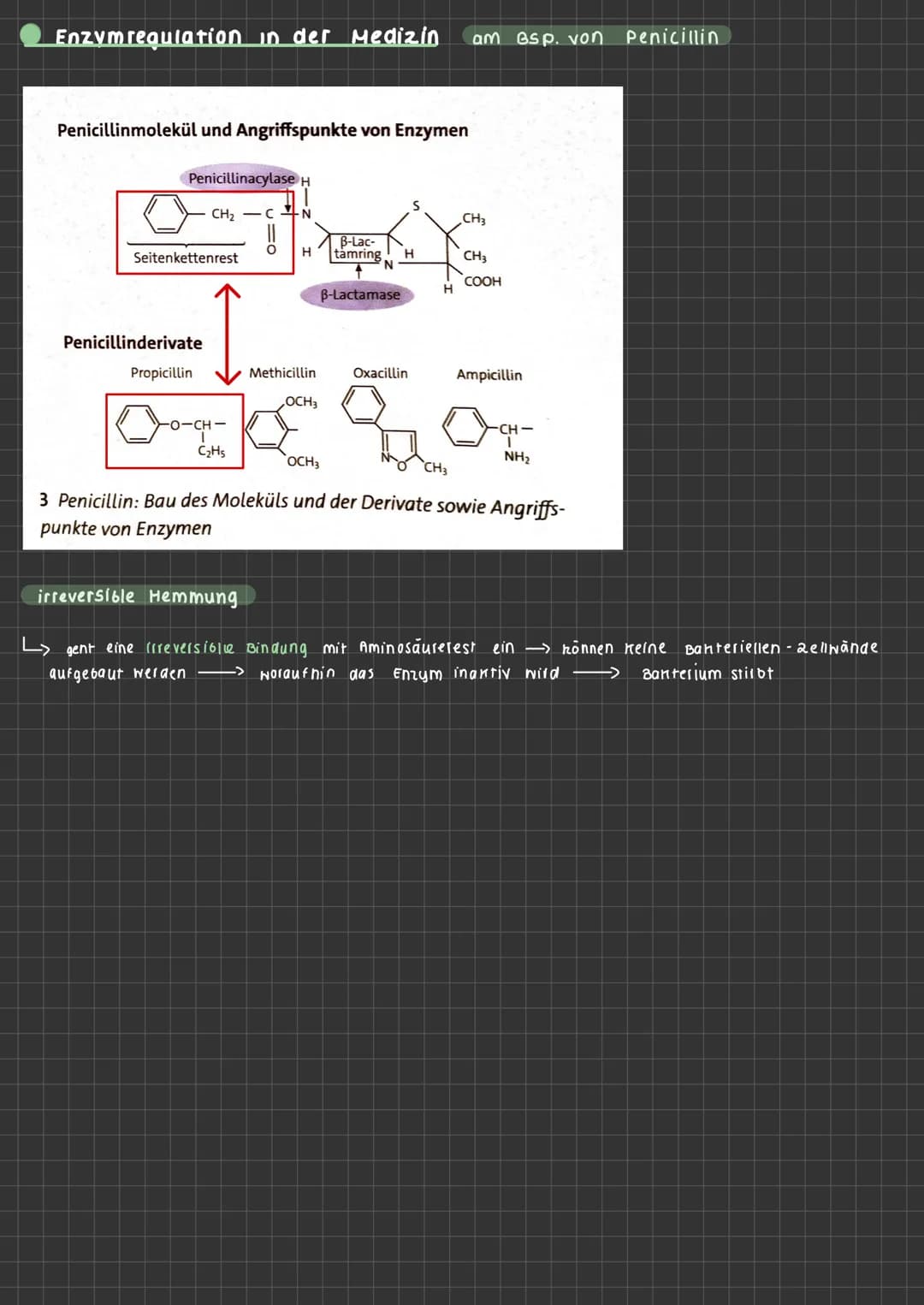 ABLAUF EINER ENZYHATISCHEN KATALYSIERTEN REAKTION
aktives
Zentrum
ENZYMATIK
$4
S
E
A+B
Enzym E+ Substrat S
ENZYME-WERKZEUGE DER ZELLE Was si