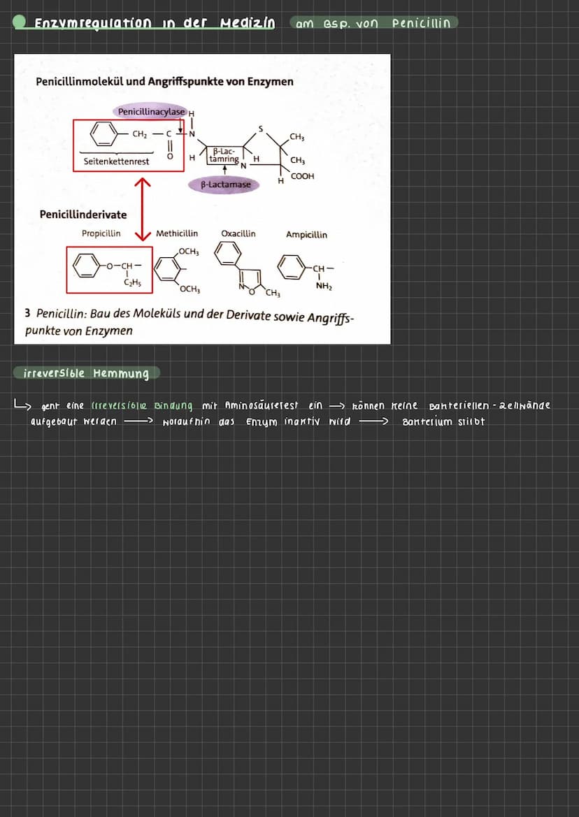 ABLAUF EINER ENZYHATISCHEN KATALYSIERTEN REAKTION
aktives
Zentrum
ENZYMATIK
$4
S
E
A+B
Enzym E+ Substrat S
ENZYME-WERKZEUGE DER ZELLE Was si