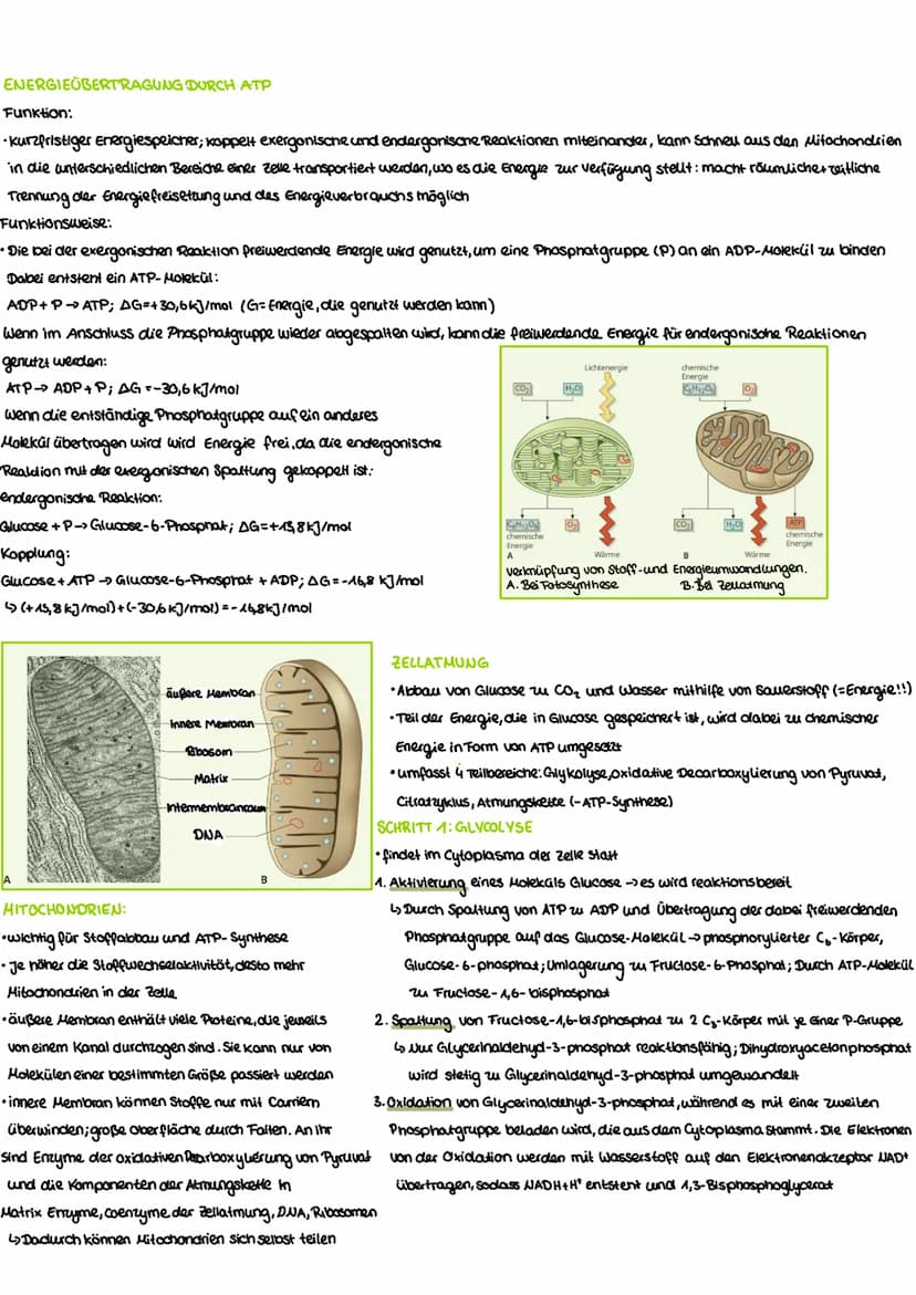 WIEDERHOLUNG-AUFBAU VON KOHLENHYDRATEN
Funktion:
Benennung:
-dienen Zellen als Gerüstsubastam und Energiespeicher -End silbe -ose (Glucose, 