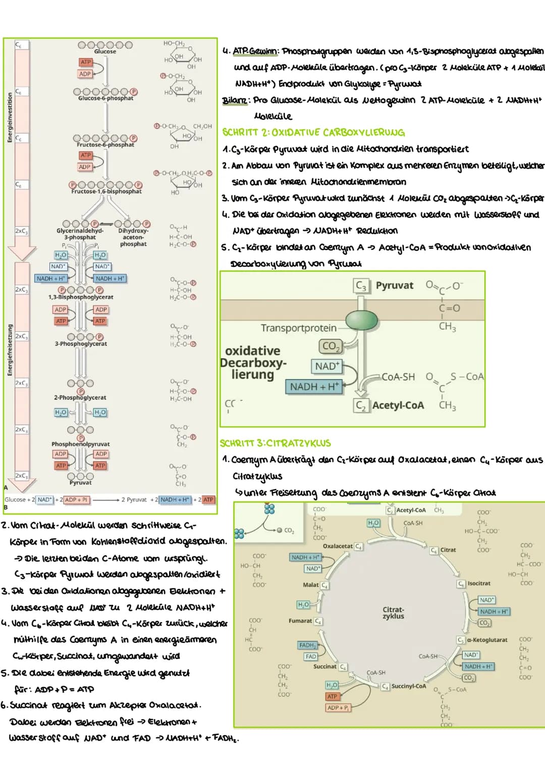 WIEDERHOLUNG-AUFBAU VON KOHLENHYDRATEN
Funktion:
Benennung:
-dienen Zellen als Gerüstsubastam und Energiespeicher -End silbe -ose (Glucose, 