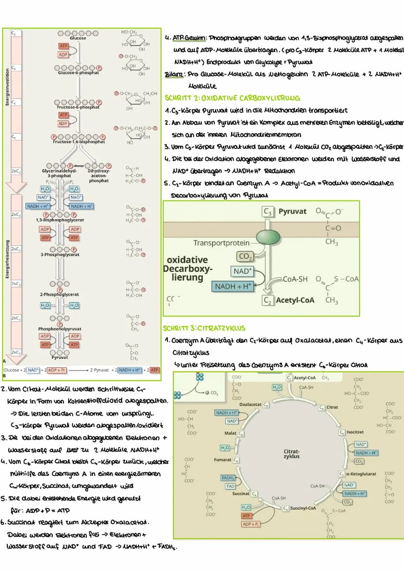 WIEDERHOLUNG-AUFBAU VON KOHLENHYDRATEN
Funktion:
Benennung:
-dienen Zellen als Gerüstsubastam und Energiespeicher -End silbe -ose (Glucose, 