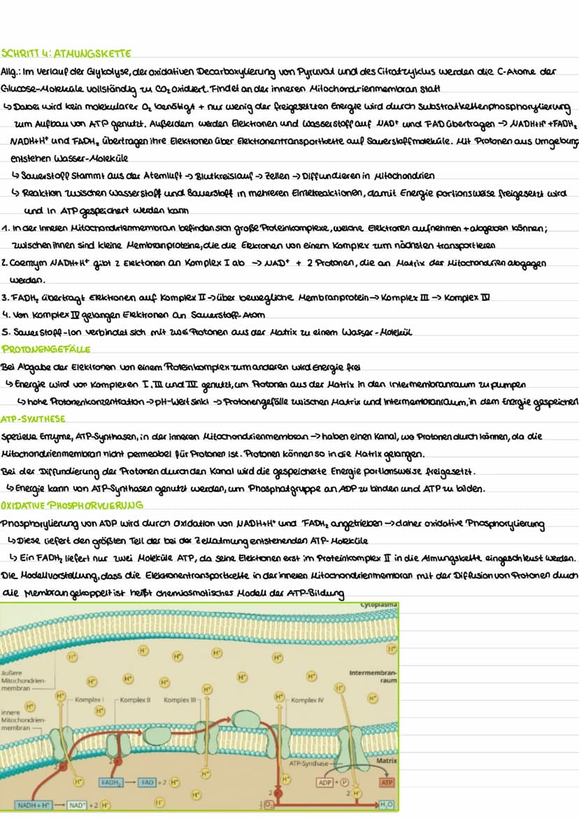 WIEDERHOLUNG-AUFBAU VON KOHLENHYDRATEN
Funktion:
Benennung:
-dienen Zellen als Gerüstsubastam und Energiespeicher -End silbe -ose (Glucose, 