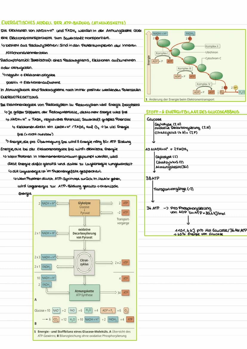 WIEDERHOLUNG-AUFBAU VON KOHLENHYDRATEN
Funktion:
Benennung:
-dienen Zellen als Gerüstsubastam und Energiespeicher -End silbe -ose (Glucose, 