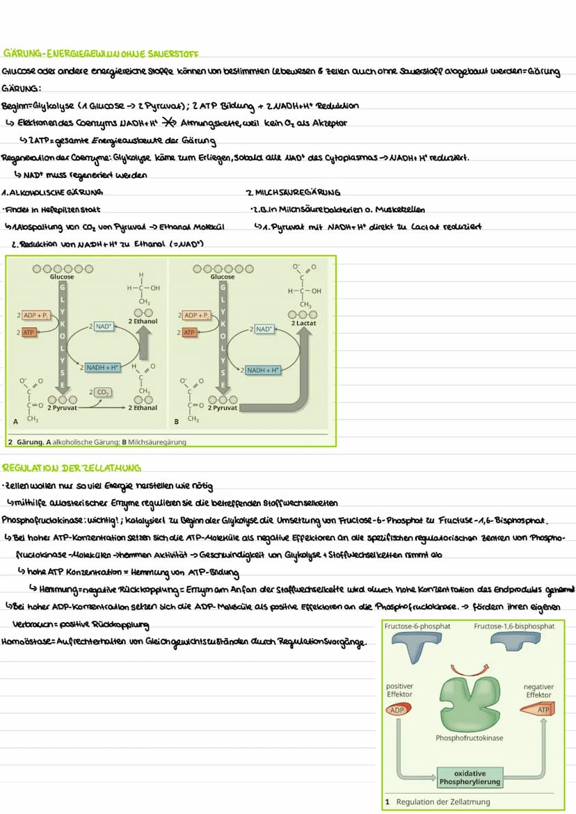 WIEDERHOLUNG-AUFBAU VON KOHLENHYDRATEN
Funktion:
Benennung:
-dienen Zellen als Gerüstsubastam und Energiespeicher -End silbe -ose (Glucose, 