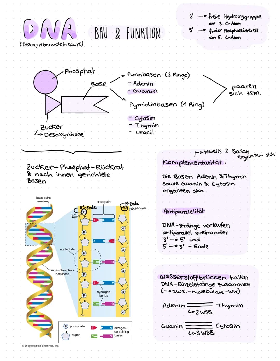 ONR BAU & FUNKTION
(Desoxyribonucleinsäure)
Zucker
Le Desoxyribose
base pairs
Phosphat
Zucker-Phosphat-Rückrat
& nach innen gerichtete
Basen