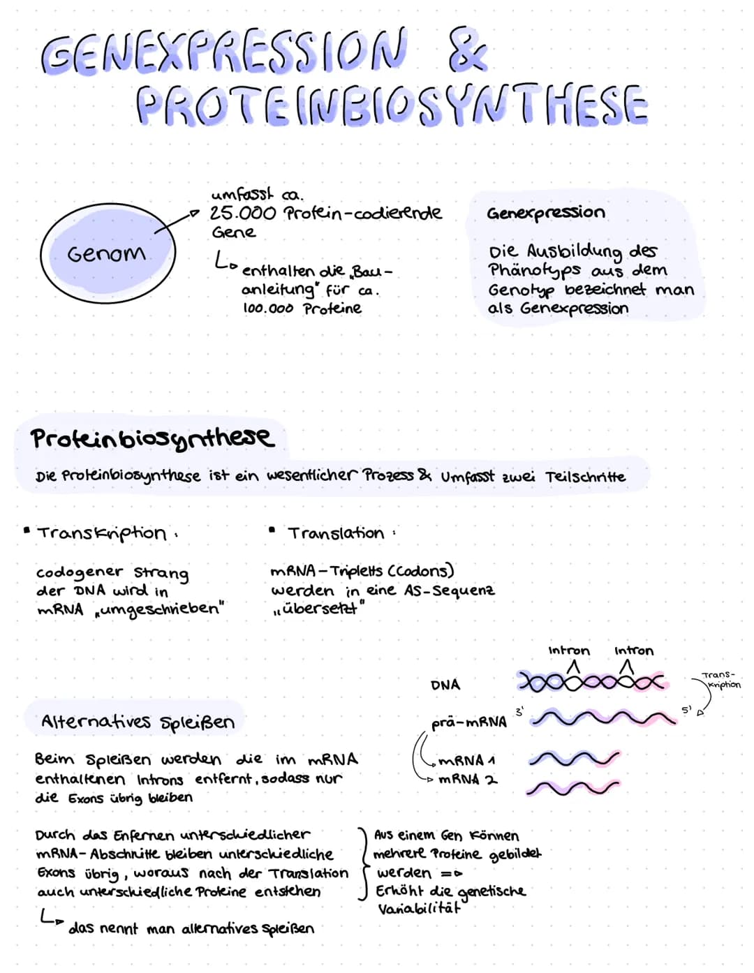 ONR BAU & FUNKTION
(Desoxyribonucleinsäure)
Zucker
Le Desoxyribose
base pairs
Phosphat
Zucker-Phosphat-Rückrat
& nach innen gerichtete
Basen