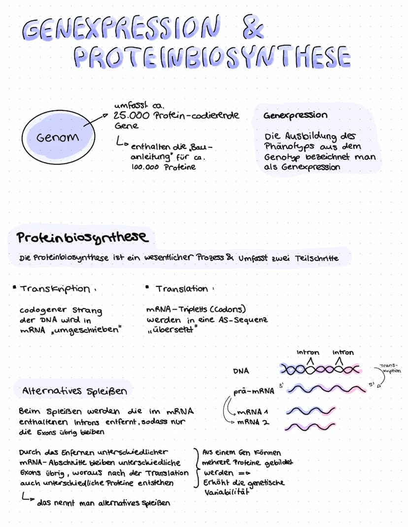ONR BAU & FUNKTION
(Desoxyribonucleinsäure)
Zucker
Le Desoxyribose
base pairs
Phosphat
Zucker-Phosphat-Rückrat
& nach innen gerichtete
Basen