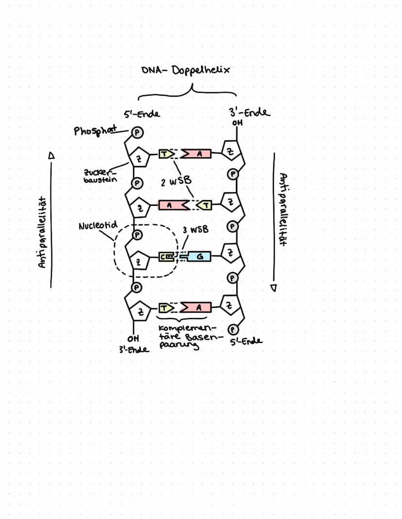 ONR BAU & FUNKTION
(Desoxyribonucleinsäure)
Zucker
Le Desoxyribose
base pairs
Phosphat
Zucker-Phosphat-Rückrat
& nach innen gerichtete
Basen