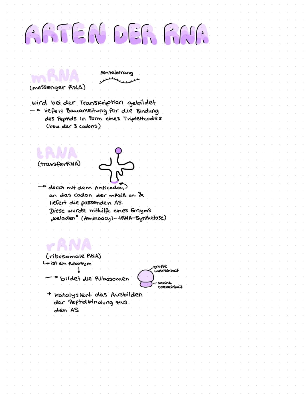 ONR BAU & FUNKTION
(Desoxyribonucleinsäure)
Zucker
Le Desoxyribose
base pairs
Phosphat
Zucker-Phosphat-Rückrat
& nach innen gerichtete
Basen