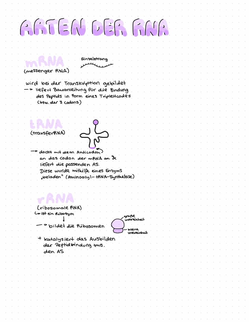 ONR BAU & FUNKTION
(Desoxyribonucleinsäure)
Zucker
Le Desoxyribose
base pairs
Phosphat
Zucker-Phosphat-Rückrat
& nach innen gerichtete
Basen