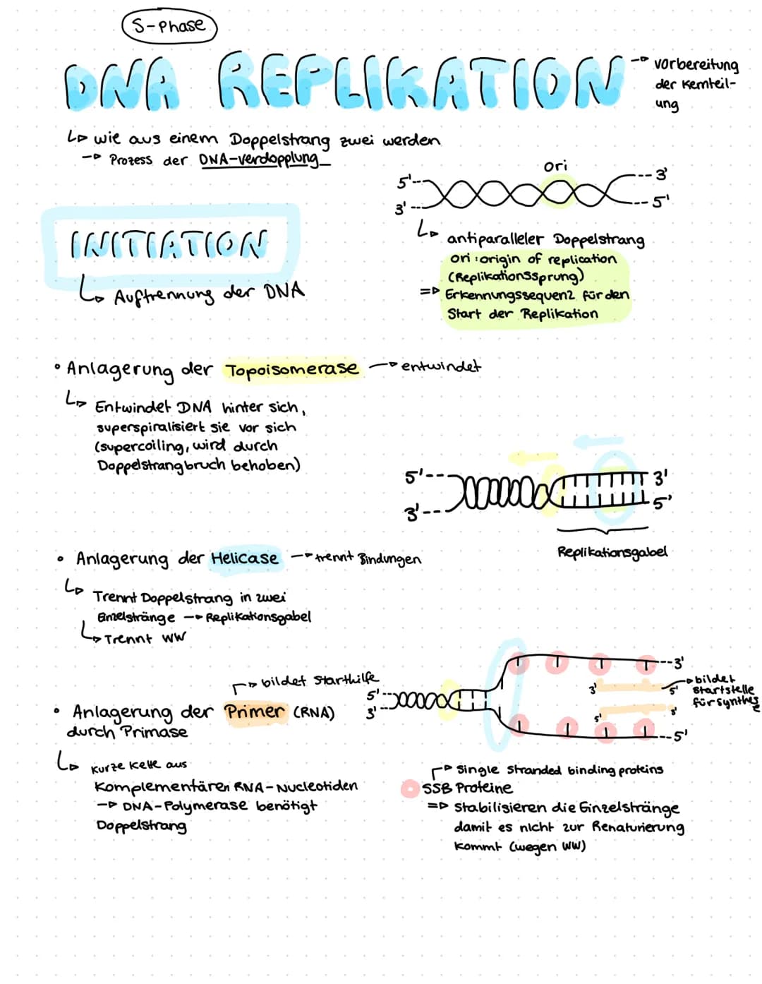 ONR BAU & FUNKTION
(Desoxyribonucleinsäure)
Zucker
Le Desoxyribose
base pairs
Phosphat
Zucker-Phosphat-Rückrat
& nach innen gerichtete
Basen
