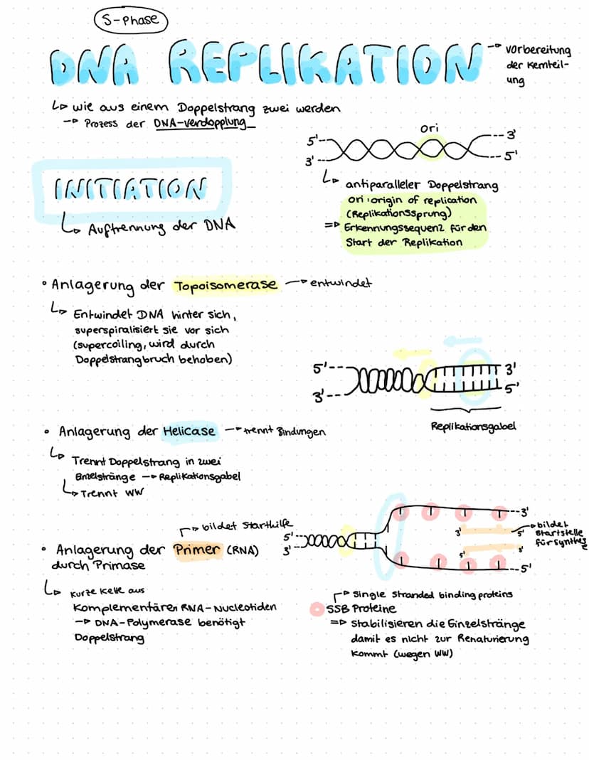 ONR BAU & FUNKTION
(Desoxyribonucleinsäure)
Zucker
Le Desoxyribose
base pairs
Phosphat
Zucker-Phosphat-Rückrat
& nach innen gerichtete
Basen