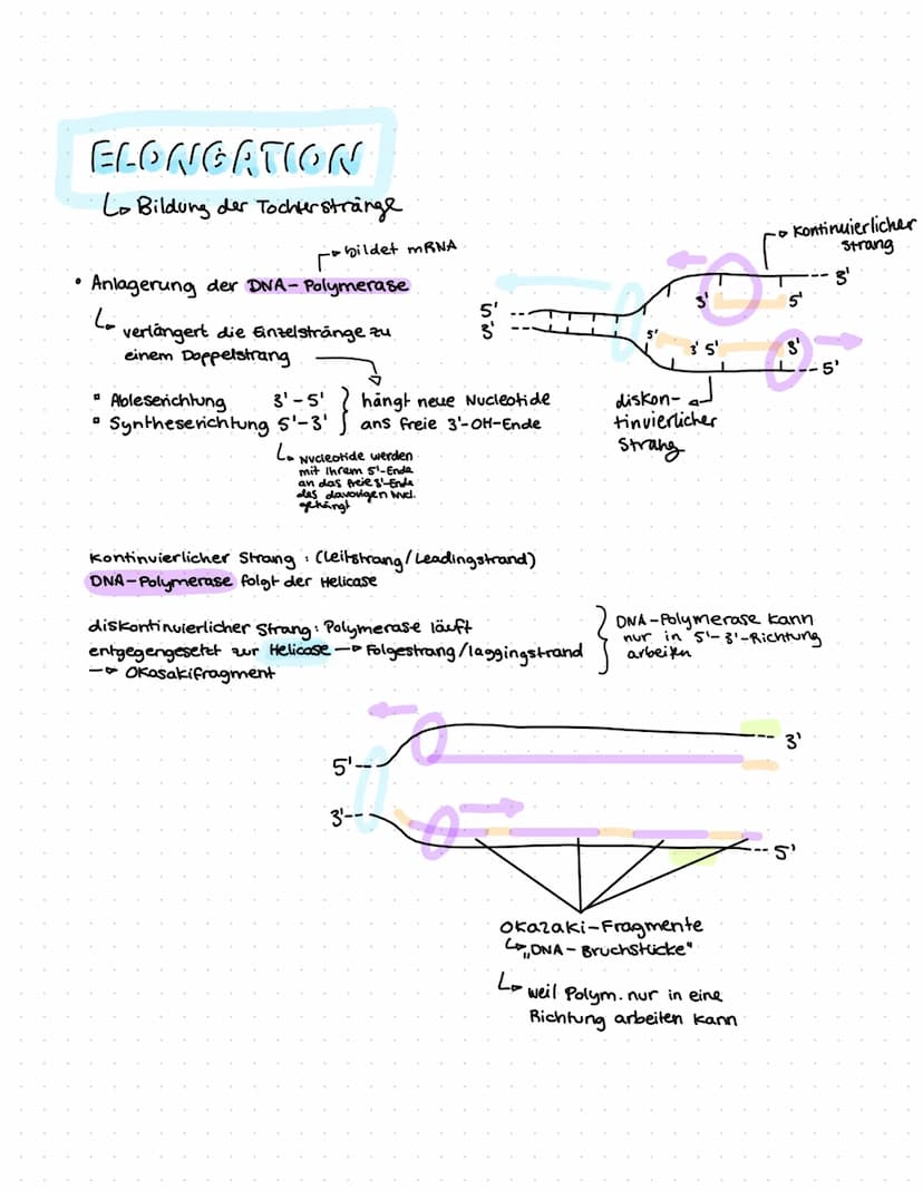 ONR BAU & FUNKTION
(Desoxyribonucleinsäure)
Zucker
Le Desoxyribose
base pairs
Phosphat
Zucker-Phosphat-Rückrat
& nach innen gerichtete
Basen