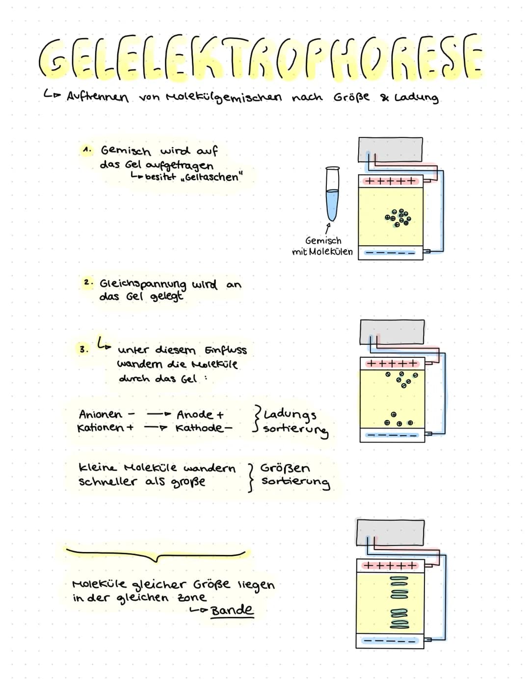 ONR BAU & FUNKTION
(Desoxyribonucleinsäure)
Zucker
Le Desoxyribose
base pairs
Phosphat
Zucker-Phosphat-Rückrat
& nach innen gerichtete
Basen