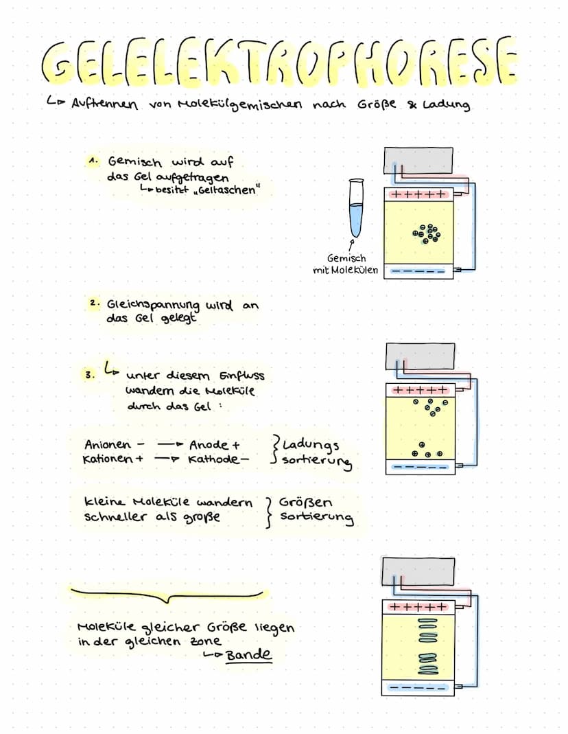 ONR BAU & FUNKTION
(Desoxyribonucleinsäure)
Zucker
Le Desoxyribose
base pairs
Phosphat
Zucker-Phosphat-Rückrat
& nach innen gerichtete
Basen