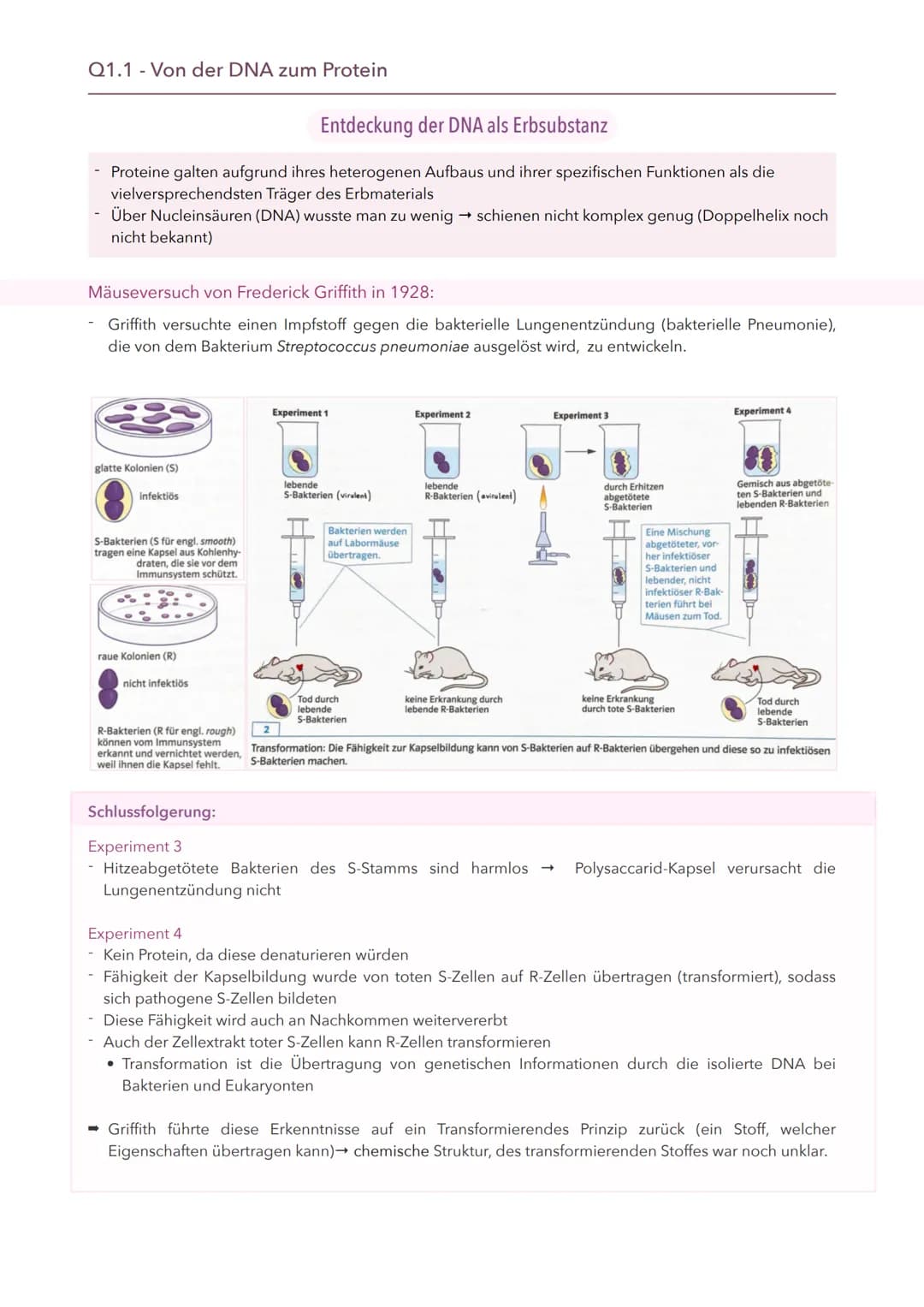 Entdeckung der DNA als Erbsubstanz
