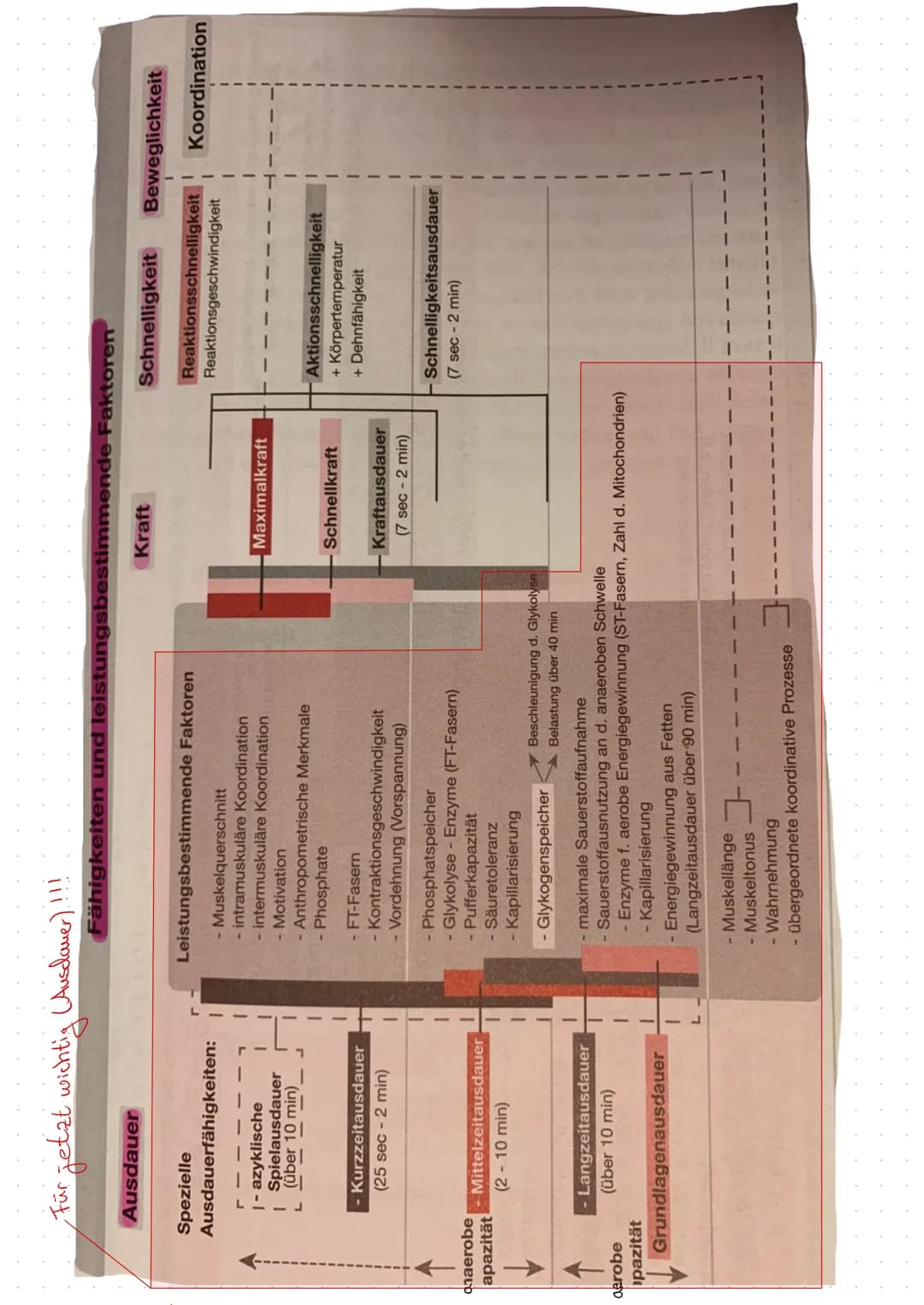 Umstellungsreaktionen bei Belastung:
- Bei dynamischer Muskelarbeit wird mit zunehmender Belastungszeit die
zellen durch das Blut leistungsb