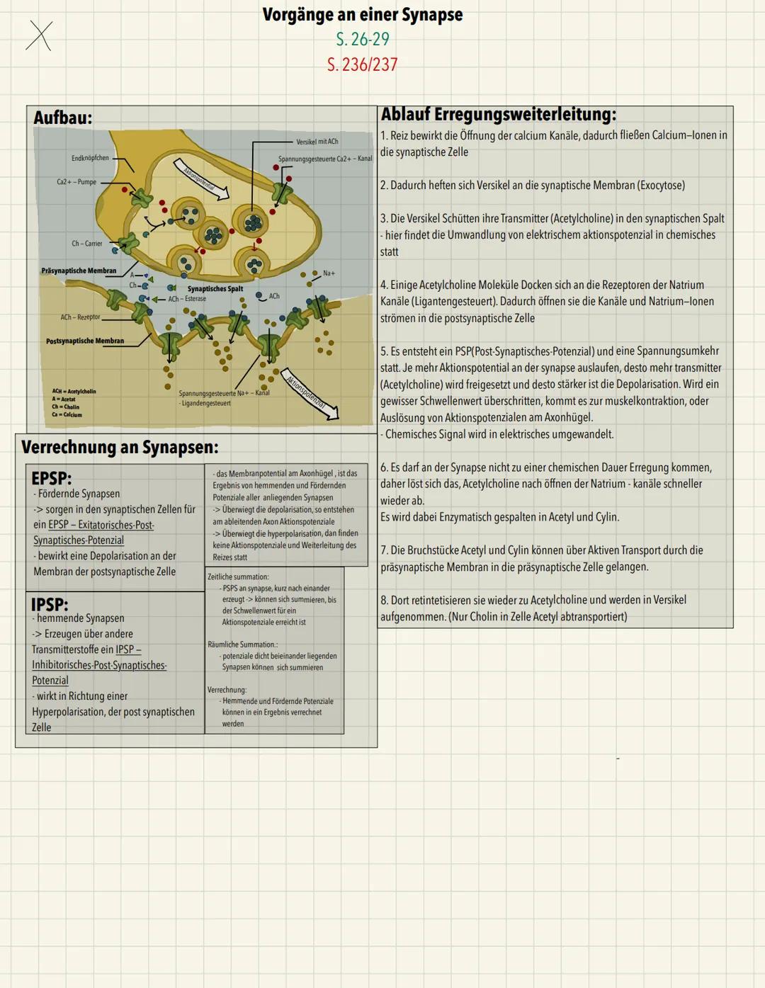 x
Aufbau:
Endknöpfchen
Ca2+ - Pumpe
Ch-Carrier
Präsynaptische Membran
ACh-Rezeptor
Postsynaptische Membran
ACH-Acetylcholin
A-Acetat
Ch-Chol